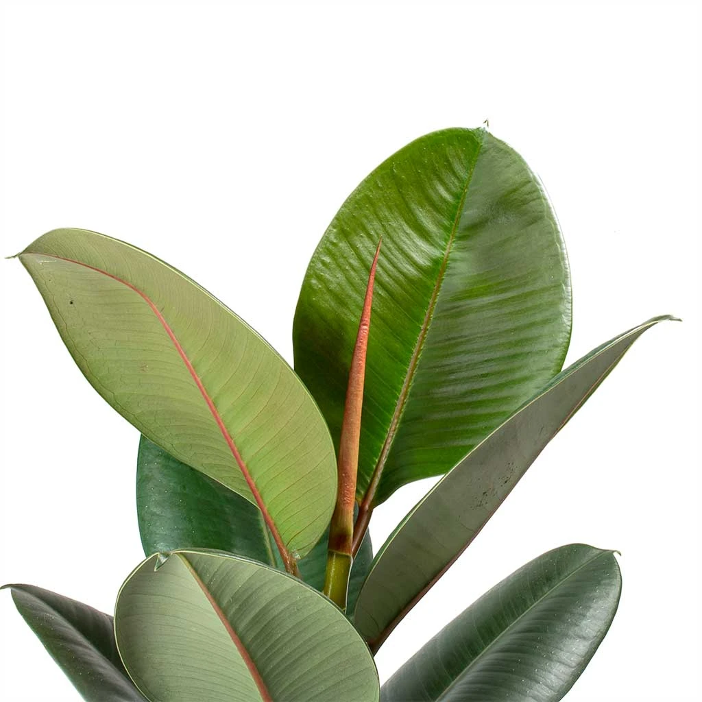 Ficus Elastica Robusta - Rubber Plant 4 Ficus Elastica Robusta - Rubber Plant - Image 2