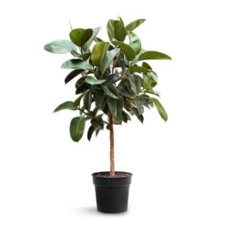 Ficus Elastica Robusta - Rubber Plant - Straight Stem -Plants Sale Store Ficus elastica Robusta Rubber Plant Straight Stem