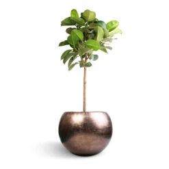 Metallic Globe Plant Pot - Matt Coffee -Plants Sale Store Ficus elastica Robusta Rubber Plant Straight Stem 30x120cm Metallic Globe Plant Pot Matt Coffee 50x37cm
