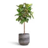 Ficus Elastica Robusta - Rubber Plant - Straight Stem -Plants Sale Store Ficus elastica Robusta Rubber Plant Straight Stem 30x120cm Norell Plant Pot Latte Lattice 32x30cm 5542