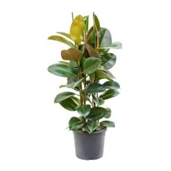 Ficus Elastica Robusta - Rubber Plant 37 Ficus Elastica Robusta - Rubber Plant -Plants Sale Store Ficus elastica Robusta Rubber Plant XLarge