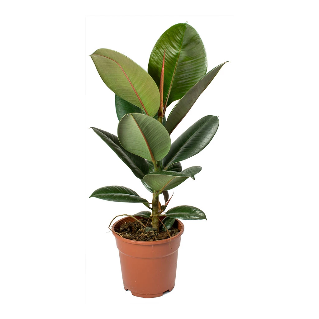 Ficus Elastica Robusta - Rubber Plant 22 Ficus Elastica Robusta - Rubber Plant - Image 20