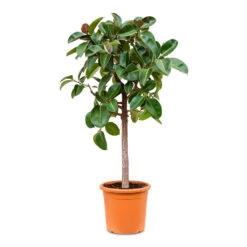 Ficus Elastica Robusta - Rubber Plant - Straight Stem -Plants Sale Store Ficus elastica Robusta straight stem 40x180cm