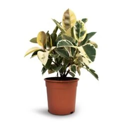 Ficus Elastica Tineke - Variegated Rubber Plant -Plants Sale Store Ficus elastica Tineke Rubber Plant 24x60cm