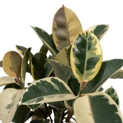 Ficus Elastica Tineke - Variegated Rubber Plant -Plants Sale Store Ficus elastica Tineke Rubber Plant 24x60cm Close Up