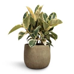 Ficus Elastica Tineke - Variegated Rubber Plant -Plants Sale Store Ficus elastica Tineke Rubber Plant 24x60cm Feico Plant Pot Mint Grey 30x26cm