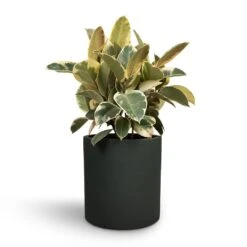 Ficus Elastica Tineke - Variegated Rubber Plant