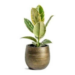 Ficus Elastica Tineke - Variegated Rubber Plant -Plants Sale Store Ficus elastica Tineke Rubber Plant Ryan Plant Pot Shiny Gold e8871088 42ca 4eac bd47 4e963336e929