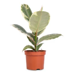 Ficus Elastica Tineke - Variegated Rubber Plant -Plants Sale Store Ficus elastica Tineke Variegated Rubber Plant 12x40cm