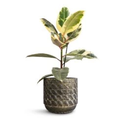 Ficus Elastica Tineke - Variegated Rubber Plant -Plants Sale Store Ficus elastica Tineke Variegated Rubber Plant 17x50cm Jim Plant Pot Earth 21x19cm
