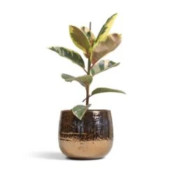 Ficus Elastica Tineke - Variegated Rubber Plant -Plants Sale Store Ficus elastica Tineke Variegated Rubber Plant 17x50cm Yvette Plant Pot Gold 24x21cm ac5e63ed 03eb 4525 8035 aeb264479895