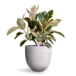 Ficus Elastica Tineke - Variegated Rubber Plant -Plants Sale Store Ficus elastica Tineke Variegated Rubber Plant 24x60cm Cas Plant Pot Cool Grey 29x26cm 2 f48db9a3 6214 482b a4c4 81030d9d21a1