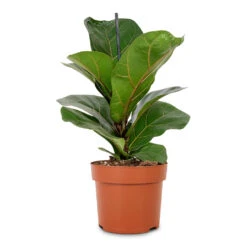 Ficus Lyrata Bambino - Dwarf Fiddle Leaf Fig -Plants Sale Store Ficus lyrata Bambino Dwarf Fiddle Leaf Fig 12x35cm 1 stem