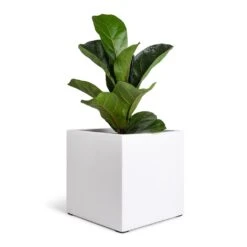Fleur Essentials Planter - Matt White 11 Fleur Essentials Planter - Matt White -Plants Sale Store Ficus lyrata Bambino Dwarf Fiddle Leaf Fig 12x35cm 1 stem Fleur Planter Matt White 20x20x20cm