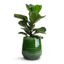 Remi Plant Pot - Green -Plants Sale Store Ficus lyrata Bambino Dwarf Fiddle Leaf Fig 12x35cm 1 stem Remi Plant Pot Green 18x19cm 025f0547 1a25 4f86 9643 530da32781af