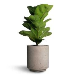 Ficus Lyrata Bambino - Dwarf Fiddle Leaf Fig -Plants Sale Store Ficus lyrata Bambino Dwarf Fiddle Leaf Fig 12x35cm 1stem Suzi Plant Pot Grey Washed 15x16 761a808f e04b 439c 9a2f 165a1cad3a3f