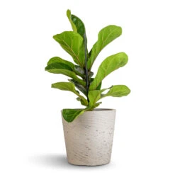 Ficus Lyrata Bambino - Dwarf Fiddle Leaf Fig -Plants Sale Store Ficus lyrata Bambino Dwarf Fiddle Leaf Fig 12x35cm 1 stem Mini Bucket Plant Pot Grey Washed 16x15cm 530a6ba1 5305 46f0 b289 4ad5d94b25a6