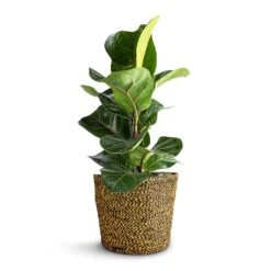 Ficus Lyrata Bambino - Dwarf Fiddle Leaf Fig -Plants Sale Store Ficus lyrata Bambino Dwarf Fiddle Leaf Fig 12x35cm 1 stem Selin Plant Basket Camel 18x16cm 65616d82 fef8 4dfa 9757 9313059e92ca