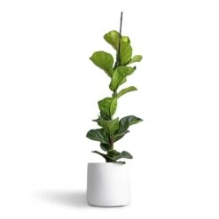 Ficus Lyrata Bambino - Dwarf Fiddle Leaf Fig -Plants Sale Store Ficus lyrata Bambino Dwarf Fiddle Leaf Fig 19x80cm 1 stem Akemi Plant Pot Pure White 22x20cm