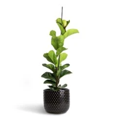 Ficus Lyrata Bambino - Dwarf Fiddle Leaf Fig -Plants Sale Store Ficus lyrata Bambino Dwarf Fiddle Leaf Fig 19x80cm 1 stem Bolino Plant Pot Shiny Black 24x21cm