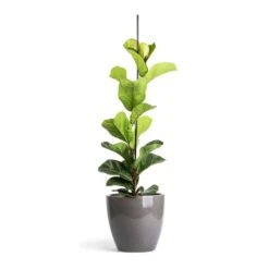 Ficus Lyrata Bambino - Dwarf Fiddle Leaf Fig -Plants Sale Store Ficus lyrata Bambino Dwarf Fiddle Leaf Fig 19x80cm 1 stem Sven Plant Pot Smoke 24x22cm