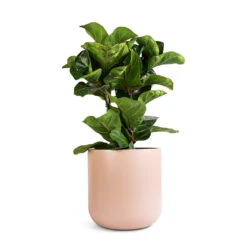 Ficus Lyrata Bambino - Dwarf Fiddle Leaf Fig -Plants Sale Store Ficus lyrata Bambino Dwarf Fiddle Leaf Fig 21x50cm 2 stems Lisbon Plant Pot Pink Clay 24x24cm