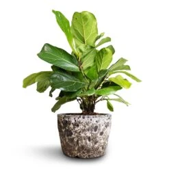 Ficus Lyrata Bambino - Dwarf Fiddle Leaf Fig -Plants Sale Store Ficus lyrata Bambino Dwarf Fiddle Leaf Fig 21x50cm 2stems Lava Couple Straight Relic Planter Black 25x17cm