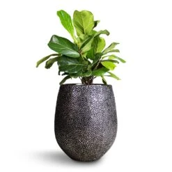 Opus Hit Darcy Planter - Silver -Plants Sale Store Ficus lyrata Bambino Dwarf Fiddle Leaf Fig 21x50cm 2stems Opus Hit Darcy Planter Silver 38x42cm 8eff2ae2 dac9 4dcb 9091 c7bf9cd339ef