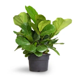 Ficus Lyrata Bambino - Dwarf Fiddle Leaf Fig -Plants Sale Store Ficus lyrata Bambino Dwarf Fiddle Leaf Fig 21x50cm 2stems 1