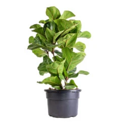 Ficus Lyrata Bambino - Dwarf Fiddle Leaf Fig -Plants Sale Store Ficus lyrata Bambino Dwarf Fiddle Leaf Fig 21x80cm 3 stems