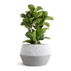 Ficus Lyrata Bambino - Dwarf Fiddle Leaf Fig -Plants Sale Store Ficus lyrata Bambino Dwarf Fiddle Leaf Fig 21x80cm 3 stems Low Harley Plant Pot Ridged White Stripe 36x22cm 7a00672e d32f 48b5 9e5f b1e371fa5059