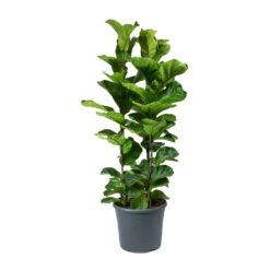 Ficus Lyrata Bambino - Dwarf Fiddle Leaf Fig -Plants Sale Store Ficus lyrata Bambino Dwarf Fiddle Leaf Fig