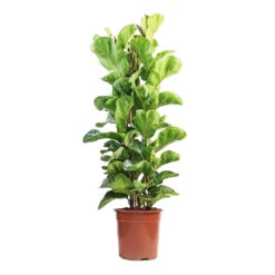 Ficus Lyrata Bambino - Dwarf Fiddle Leaf Fig -Plants Sale Store Ficus lyrata Bambino Dwarf Fiddle Leaf Fig 24x120cm 3 stems