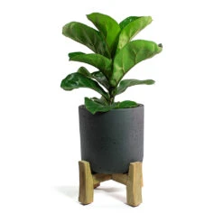 Charlie Plant Pot - Low Stand - Black Washed -Plants Sale Store Ficus lyrata Bambino Dwarf Fiddle Leaf Fig Charlie Plant Pot Low Stand Black Washed