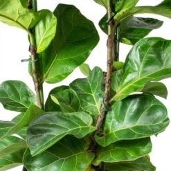Ficus Lyrata Bambino - HydroCare -Plants Sale Store Ficus lyrata Bambino Dwarf Fiddle Leaf Fig Leaves Hydro