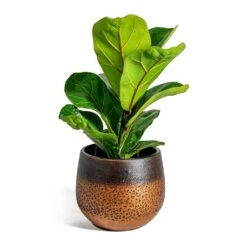 Ficus Lyrata Bambino - Dwarf Fiddle Leaf Fig -Plants Sale Store Ficus lyrata Bambino Dwarf Fiddle Leaf Fig Mya Plant Pot Shiny Mocha 15cm