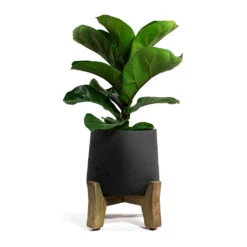 Patt Plant Pot - Low Stand - Black Washed -Plants Sale Store Ficus lyrata Bambino Dwarf Fiddle Leaf Fig Patt Plant Pot Low Stand Black Washed