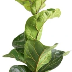 Ficus Lyrata Bambino - Dwarf Fiddle Leaf Fig -Plants Sale Store Ficus lyrata Bambino Dwarf Fiddle Leaf fig Swatch 2