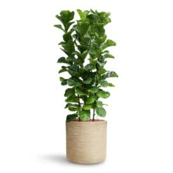 Ficus Lyrata Bambino - HydroCare -Plants Sale Store Ficus lyrata Bambino HydroCare Dune Cylinder Planter Oat
