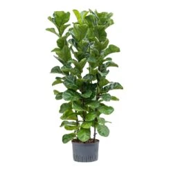 Ficus Lyrata Bambino - HydroCare -Plants Sale Store Ficus lyrata Bambino Hydroculture 28 19x120cm 4Stems