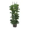 Ficus Lyrata Bambino - HydroCare 1 Ficus Lyrata Bambino - HydroCare -Plants Sale Store Ficus lyrata Bambino Hydroculture Indoor Plant 3Stems