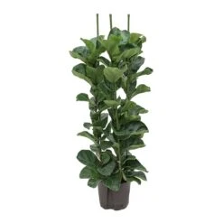 Ficus Lyrata Bambino - HydroCare