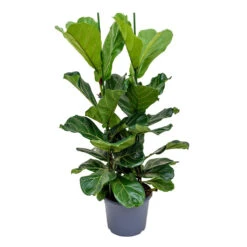 Ficus Lyrata - Fiddle Leaf Fig -Plants Sale Store Ficus lyrata Fiddle Leaf Fig 120cm