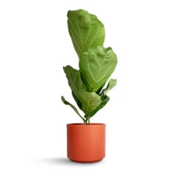 Ficus Lyrata - Fiddle Leaf Fig -Plants Sale Store Ficus lyrata Fiddle Leaf Fig 17 x 80cm 1 stem Prague Plant Pot Cayenne 20x18cm 3def4ac7 ee10 4736 b58a 88ef551ee62d