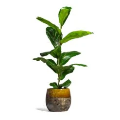 Ficus Lyrata - Fiddle Leaf Fig -Plants Sale Store Ficus lyrata Fiddle Leaf Fig 17x60cm 1 stem Lindy Plant Pot Ochre 23x20cm 2