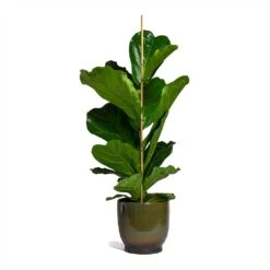 Ficus Lyrata - Fiddle Leaf Fig -Plants Sale Store Ficus lyrata Fiddle Leaf Fig 21x90cm 1 stem Linn Plant Pot Deep Green 25x25cm