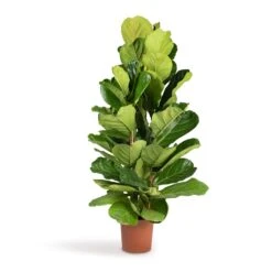 Ficus Lyrata - Fiddle Leaf Fig -Plants Sale Store Ficus lyrata Fiddle Leaf Fig 24x120cm 3stems