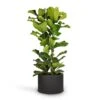Ficus Lyrata - Fiddle Leaf Fig 1 Ficus Lyrata - Fiddle Leaf Fig -Plants Sale Store Ficus lyrata Fiddle Leaf Fig 30x130cm Grigio Cylinder Planter Anthracite Concrete 48x32cm 9105efad e8d5 4229 8931 2aae5d9d96cd