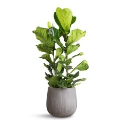 Ficus Lyrata - Fiddle Leaf Fig -Plants Sale Store Ficus lyrata Fiddle Leaf Fig 30x130cm 2 stems Pax Planter Ridged Dark Grey 40x36cm 12c61716 3bcb 4654 bd74 7ea948864e2d
