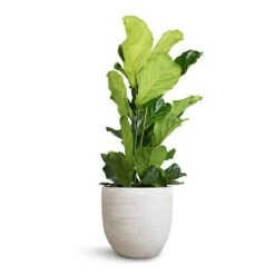 Ficus Lyrata - Fiddle Leaf Fig -Plants Sale Store Ficus lyrata Fiddle Leaf Fig 30x130cm 2stems Cas Plant Pot Cool Grey 39x36cm
